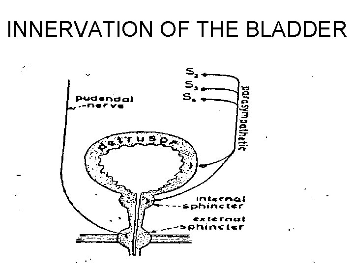 INNERVATION OF THE BLADDER 