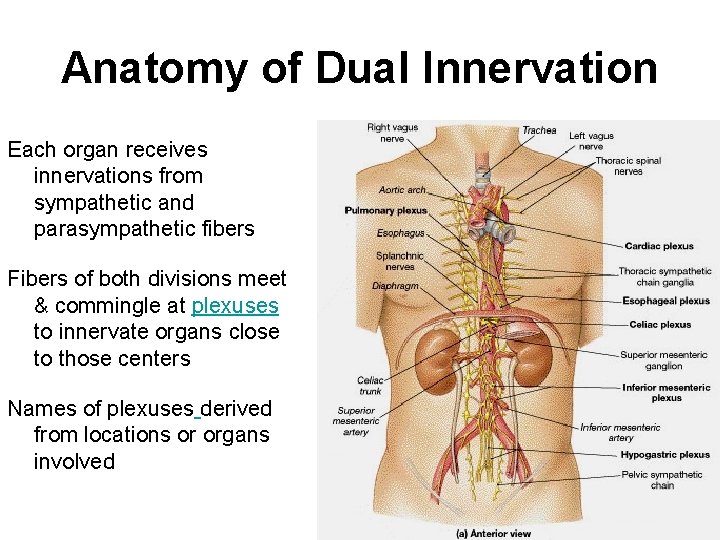 Anatomy of Dual Innervation Each organ receives innervations from sympathetic and parasympathetic fibers Fibers