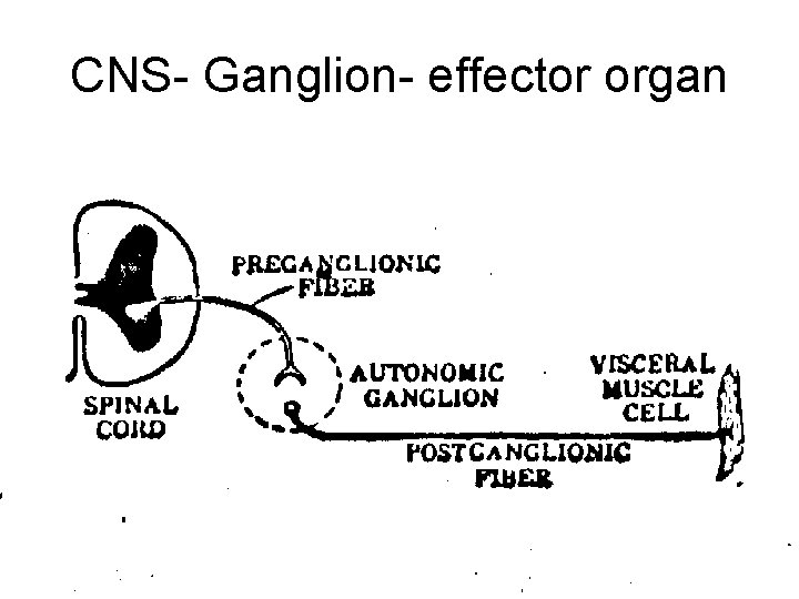 CNS- Ganglion- effector organ 