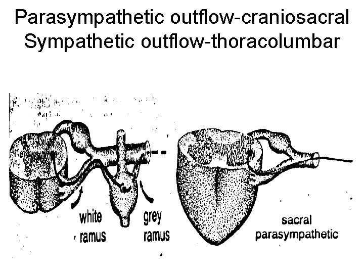 Parasympathetic outflow-craniosacral Sympathetic outflow-thoracolumbar 