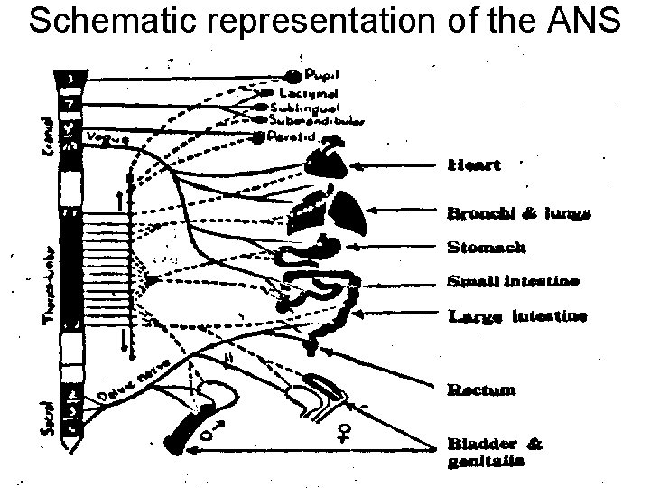 Schematic representation of the ANS 