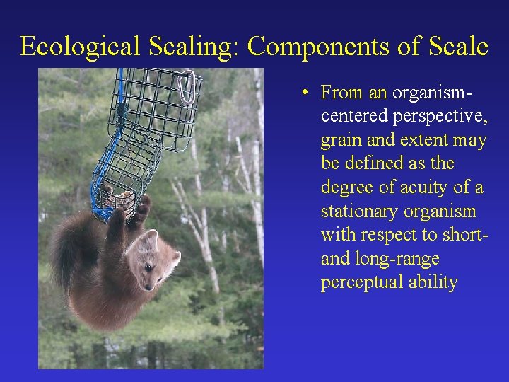 Ecological Scaling: Components of Scale • From an organismcentered perspective, grain and extent may