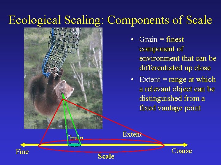 Ecological Scaling: Components of Scale • Grain = finest component of environment that can