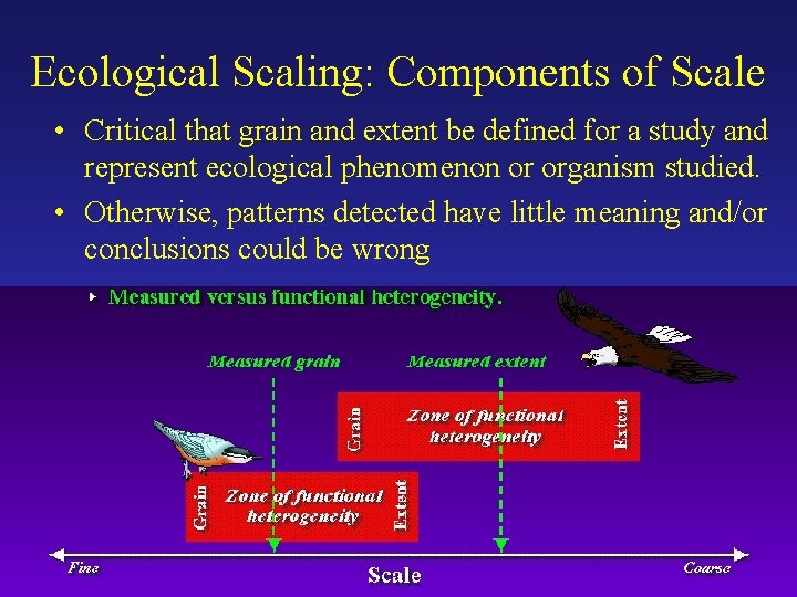 Ecological Scaling: Components of Scale • Critical that grain and extent be defined for