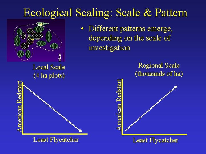 Ecological Scaling: Scale & Pattern • Different patterns emerge, depending on the scale of