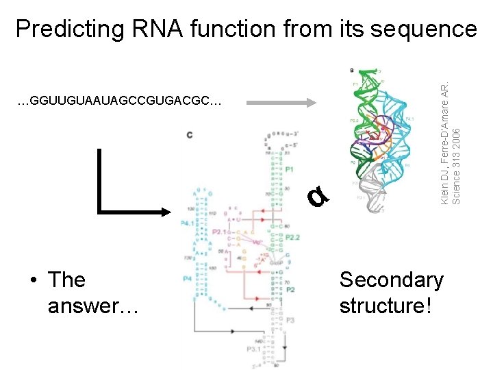 …GGUUGUAAUAGCCGUGACGC… α • The answer… Klein DJ, Ferre-D’Amare AR. Science 313 2006 Predicting RNA