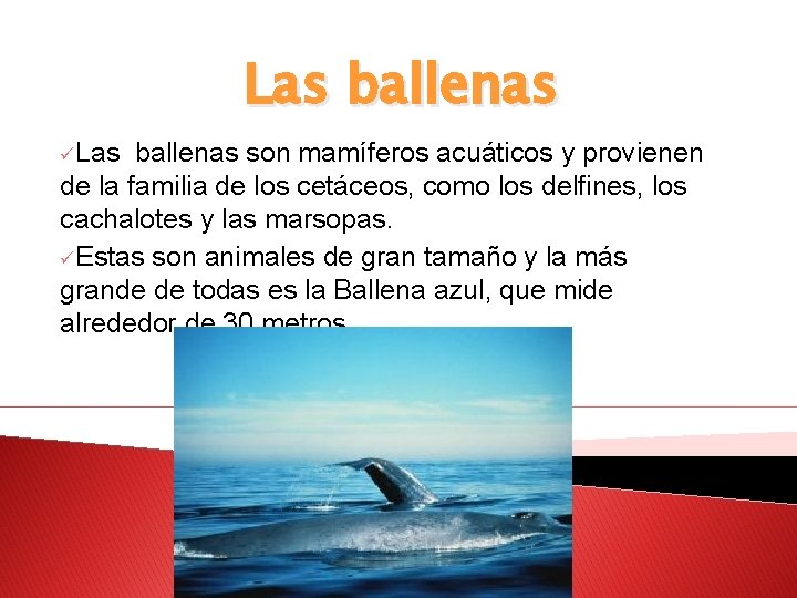 Las ballenas üLas ballenas son mamíferos acuáticos y provienen de la familia de los