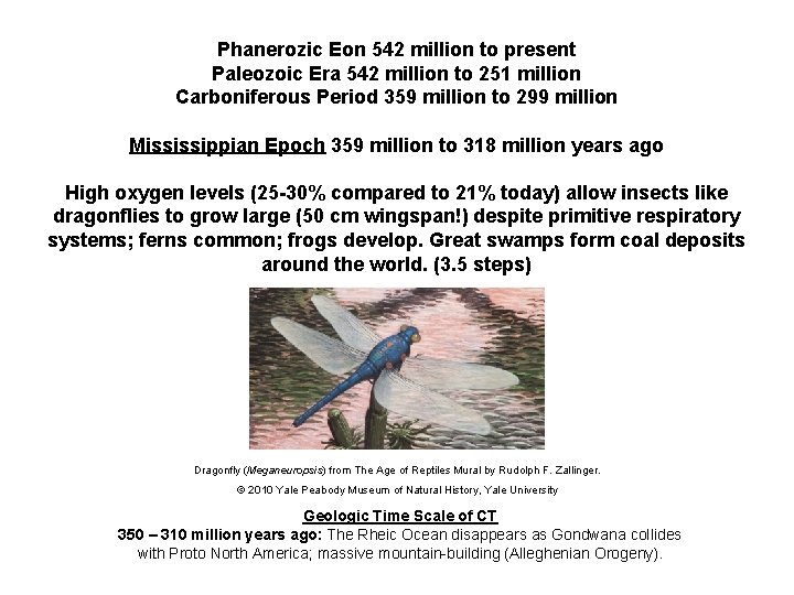 Phanerozic Eon 542 million to present Paleozoic Era 542 million to 251 million Carboniferous