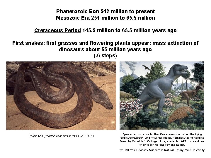Phanerozoic Eon 542 million to present Mesozoic Era 251 million to 65. 5 million
