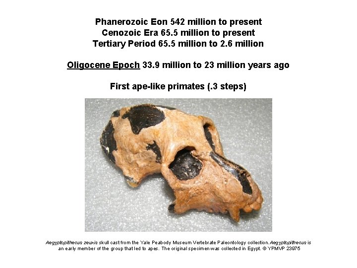 Phanerozoic Eon 542 million to present Cenozoic Era 65. 5 million to present Tertiary