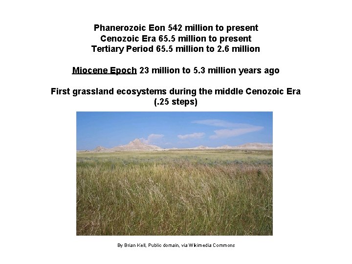Phanerozoic Eon 542 million to present Cenozoic Era 65. 5 million to present Tertiary