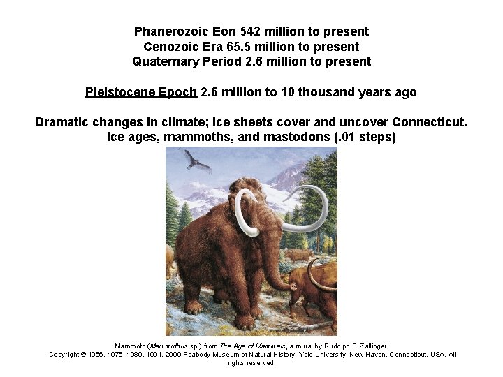 Phanerozoic Eon 542 million to present Cenozoic Era 65. 5 million to present Quaternary