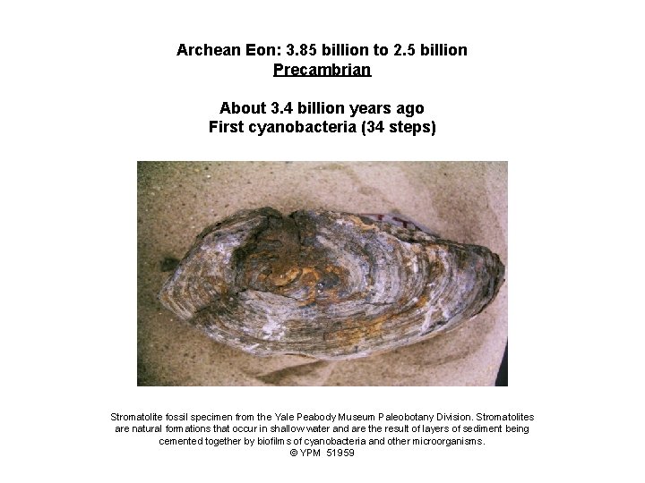 Archean Eon: 3. 85 billion to 2. 5 billion Precambrian About 3. 4 billion