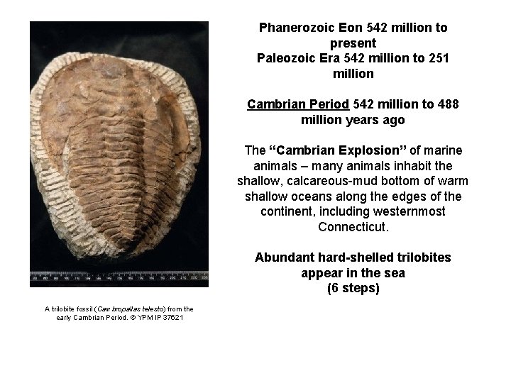 Phanerozoic Eon 542 million to present Paleozoic Era 542 million to 251 million Cambrian