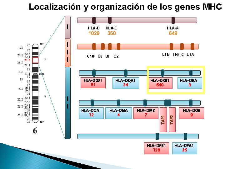 Localización y organización de los genes MHC HLA-A 1029 350 649 HLA-DQB 1 91