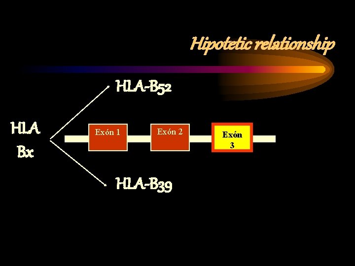Hipotetic relationship HLA-B 52 HLA Bx Exón 1 Exón 2 HLA-B 39 Exón 3