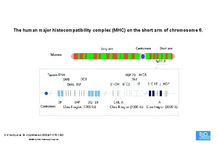 The human major histocompatibility complex (MHC) on the short arm of chromosome 6. D