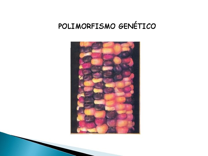 POLIMORFISMO GENÉTICO 