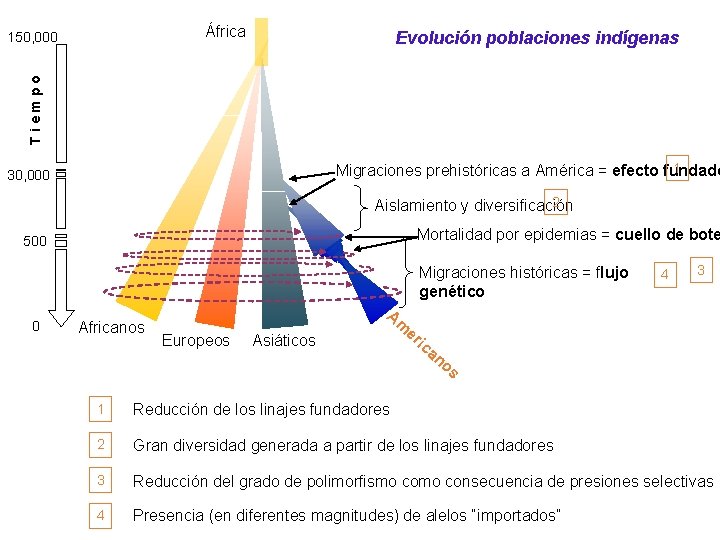 África Evolución poblaciones indígenas Tiempo 150, 000 1 Migraciones prehistóricas a América = efecto