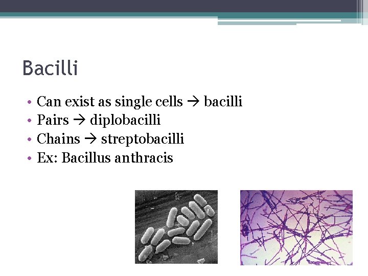 Bacilli • • Can exist as single cells bacilli Pairs diplobacilli Chains streptobacilli Ex: