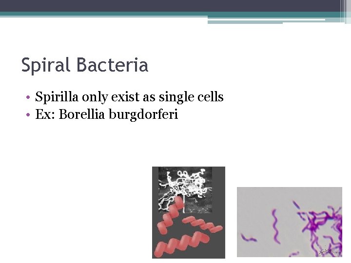 Spiral Bacteria • Spirilla only exist as single cells • Ex: Borellia burgdorferi 