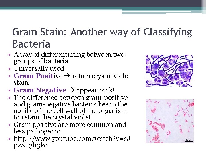 Gram Stain: Another way of Classifying Bacteria • A way of differentiating between two