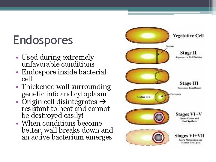 Endospores • Used during extremely unfavorable conditions • Endospore inside bacterial cell • Thickened