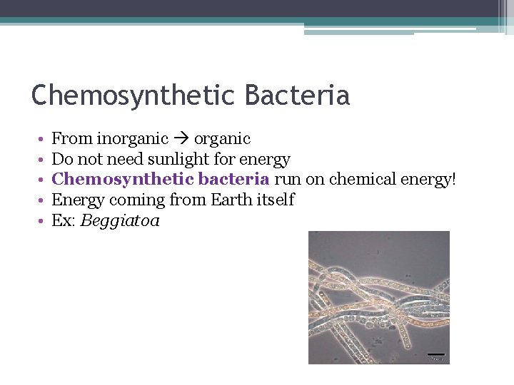 Chemosynthetic Bacteria • • • From inorganic Do not need sunlight for energy Chemosynthetic