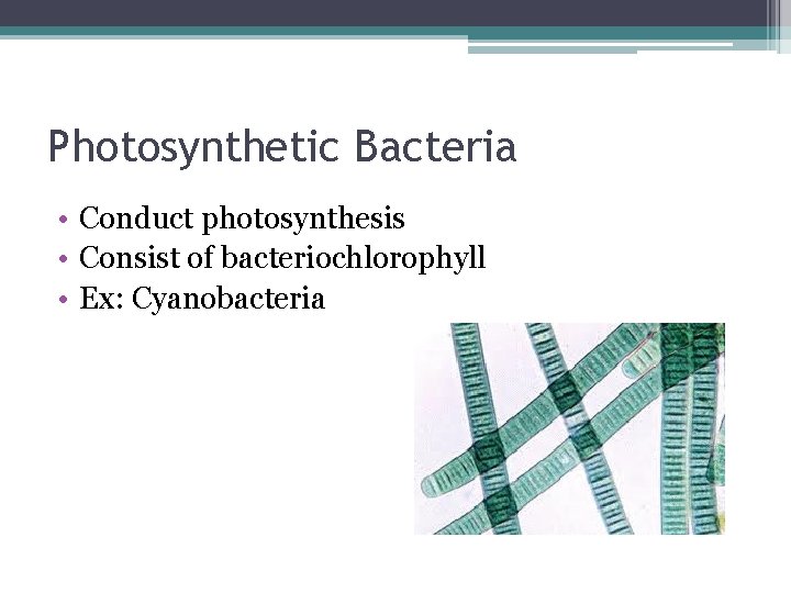 Photosynthetic Bacteria • Conduct photosynthesis • Consist of bacteriochlorophyll • Ex: Cyanobacteria 