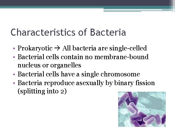 Characteristics of Bacteria • Prokaryotic All bacteria are single-celled • Bacterial cells contain no