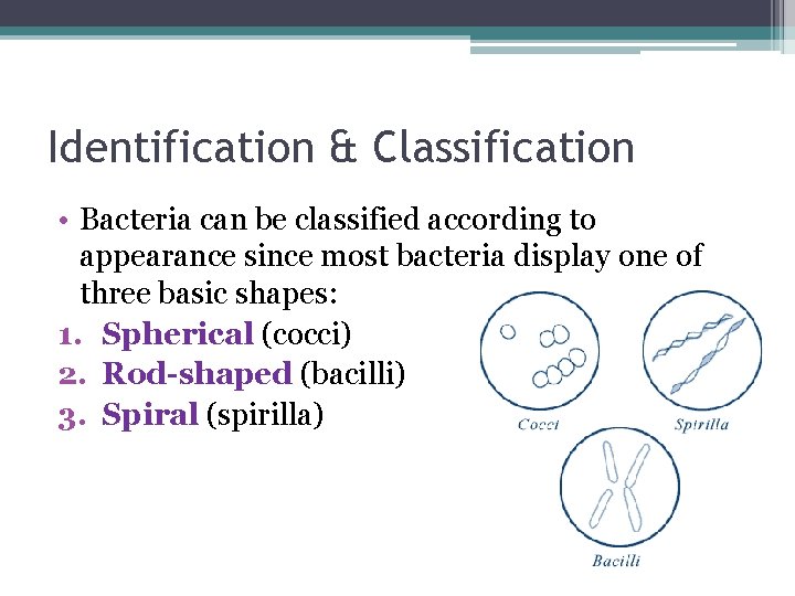 Identification & Classification • Bacteria can be classified according to appearance since most bacteria