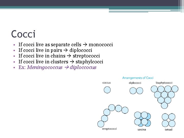 Cocci • • • If cocci live as separate cells monococci If cocci live