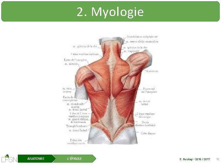 2. Myologie ANATOMIE L’ÉPAULE E. Boullay - 2016 / 2017 12 