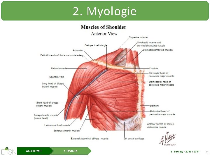 2. Myologie ANATOMIE L’ÉPAULE E. Boullay - 2016 / 2017 14 