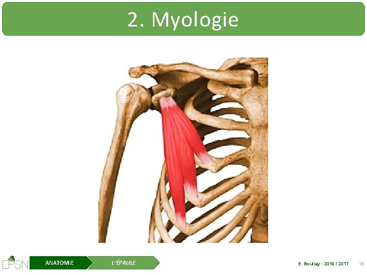 2. Myologie ANATOMIE L’ÉPAULE E. Boullay - 2016 / 2017 15 