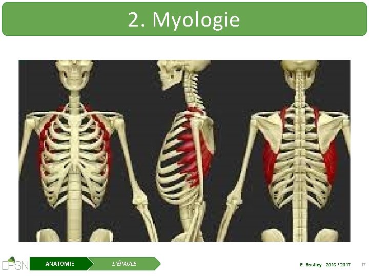 2. Myologie ANATOMIE L’ÉPAULE E. Boullay - 2016 / 2017 17 