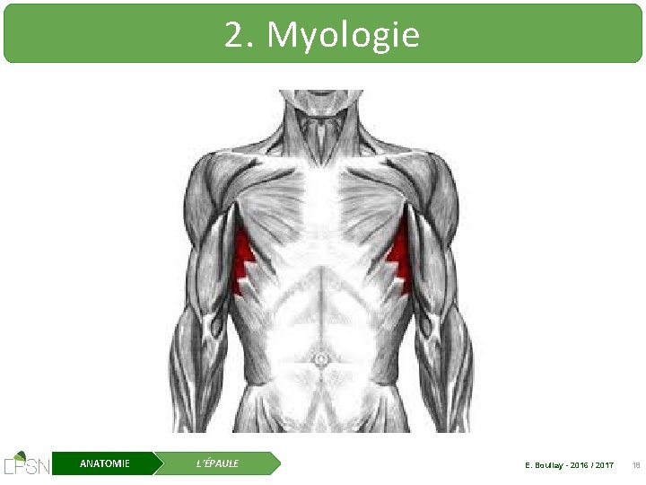 2. Myologie ANATOMIE L’ÉPAULE E. Boullay - 2016 / 2017 18 