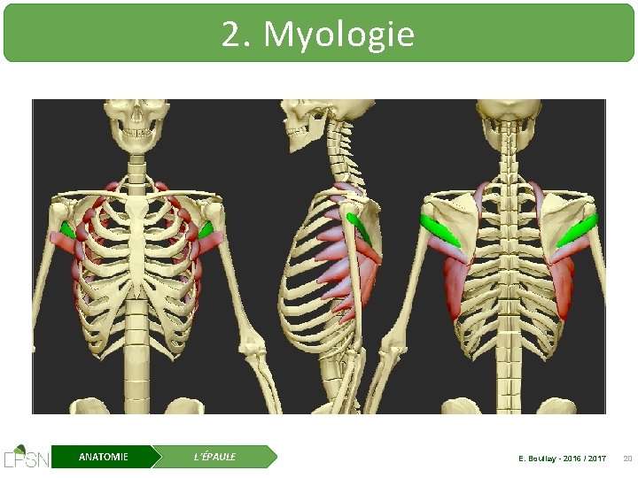 2. Myologie ANATOMIE L’ÉPAULE E. Boullay - 2016 / 2017 20 