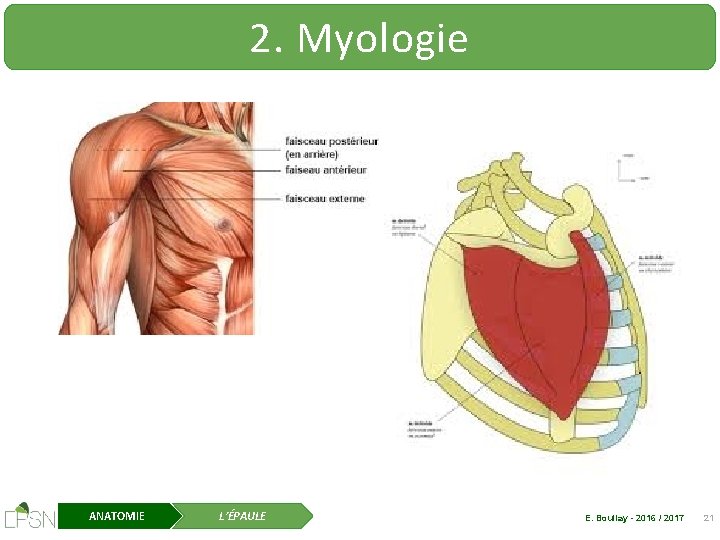 2. Myologie ANATOMIE L’ÉPAULE E. Boullay - 2016 / 2017 21 