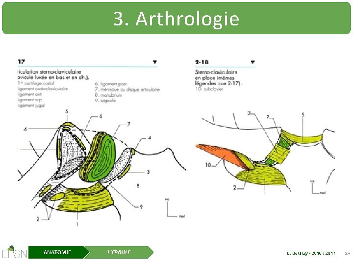 3. Arthrologie ANATOMIE L’ÉPAULE E. Boullay - 2016 / 2017 24 