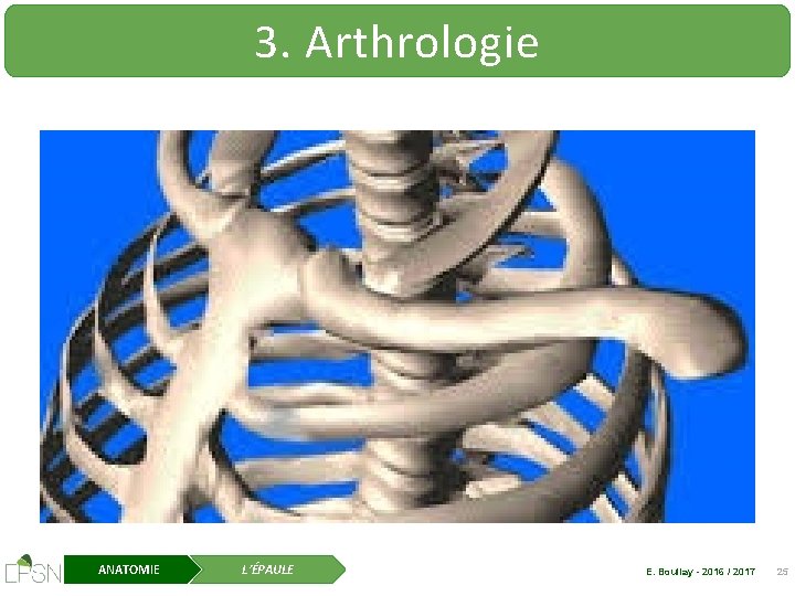 3. Arthrologie ANATOMIE L’ÉPAULE E. Boullay - 2016 / 2017 25 