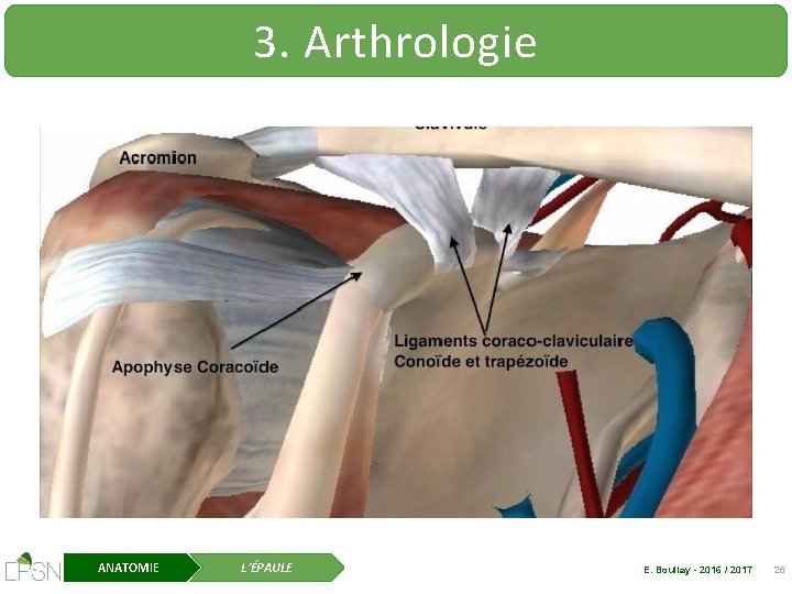 3. Arthrologie ANATOMIE L’ÉPAULE E. Boullay - 2016 / 2017 26 