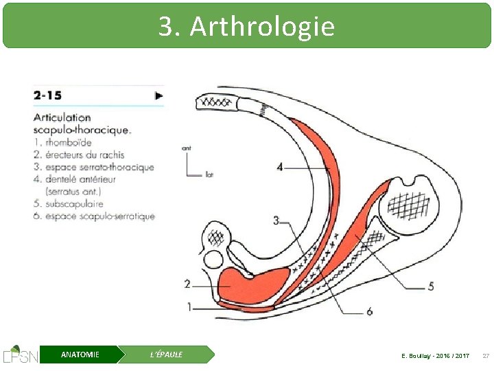 3. Arthrologie ANATOMIE L’ÉPAULE E. Boullay - 2016 / 2017 27 