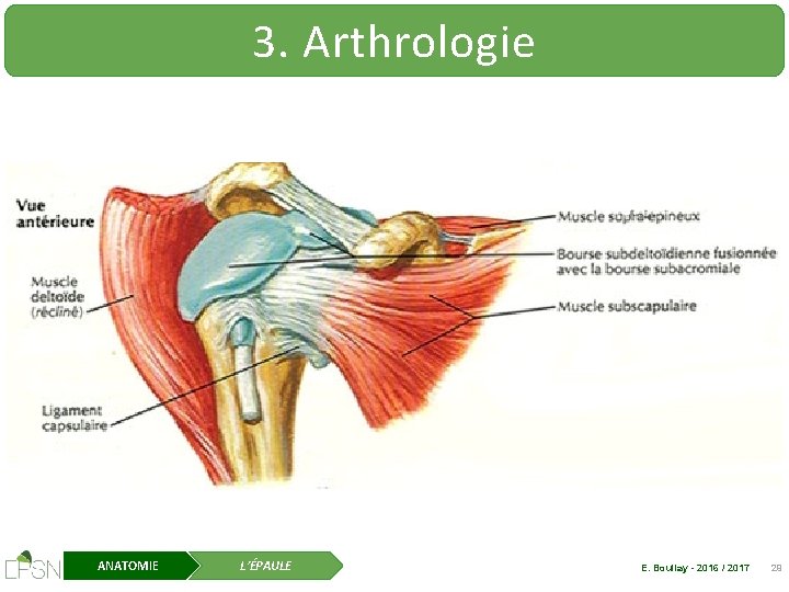 3. Arthrologie ANATOMIE L’ÉPAULE E. Boullay - 2016 / 2017 29 