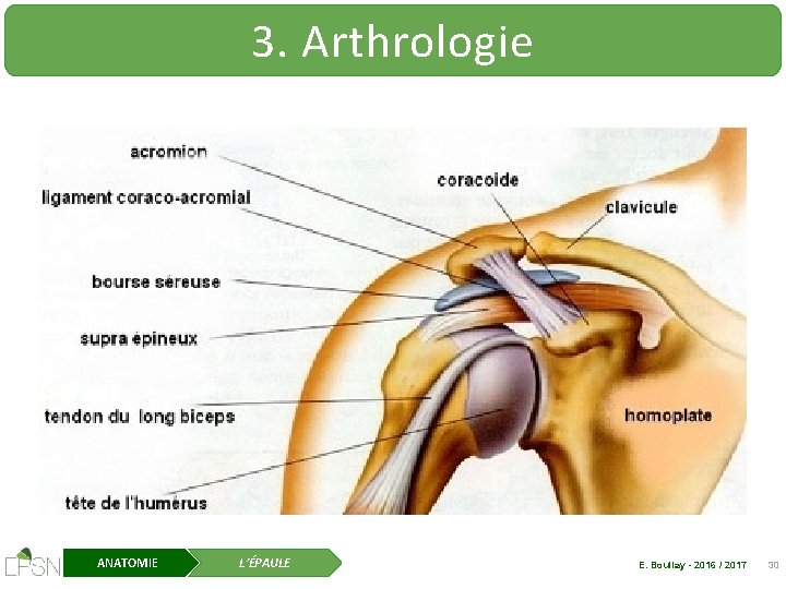 3. Arthrologie ANATOMIE L’ÉPAULE E. Boullay - 2016 / 2017 30 