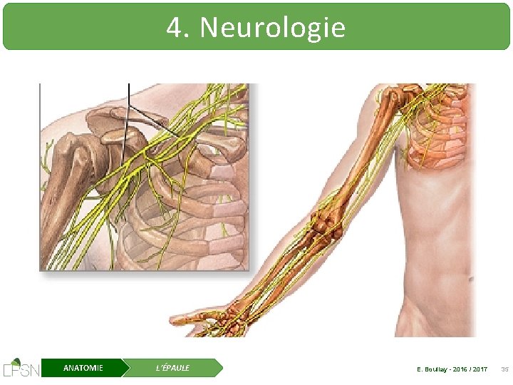 4. Neurologie ANATOMIE L’ÉPAULE E. Boullay - 2016 / 2017 35 