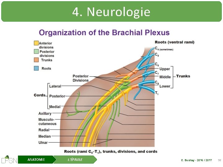 4. Neurologie ANATOMIE L’ÉPAULE E. Boullay - 2016 / 2017 36 