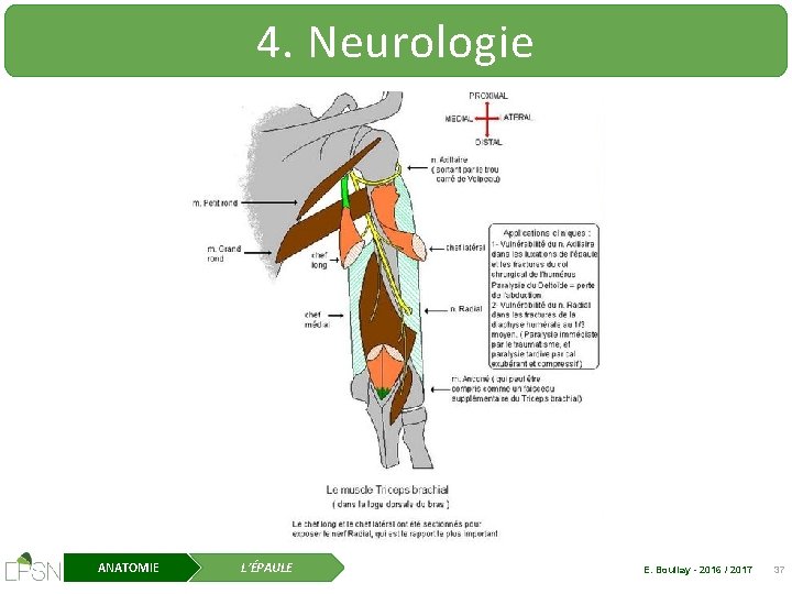 4. Neurologie ANATOMIE L’ÉPAULE E. Boullay - 2016 / 2017 37 