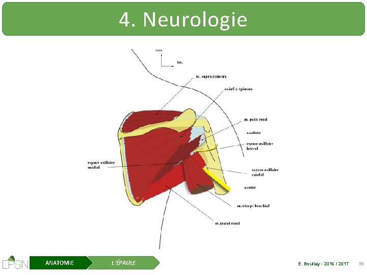 4. Neurologie ANATOMIE L’ÉPAULE E. Boullay - 2016 / 2017 38 