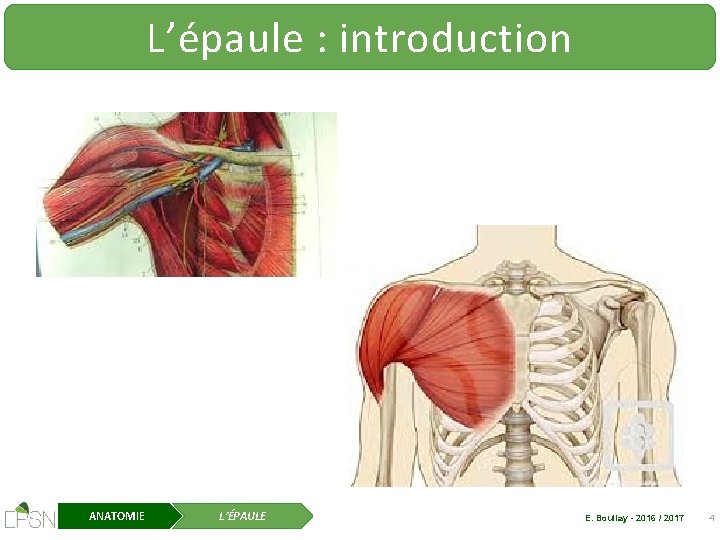 L’épaule : introduction ANATOMIE L’ÉPAULE E. Boullay - 2016 / 2017 4 